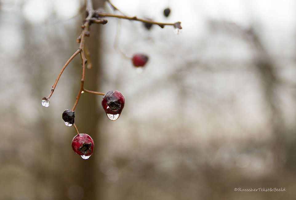 Besjes en druppels