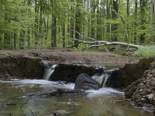 Rijksmonument Waterloopbos