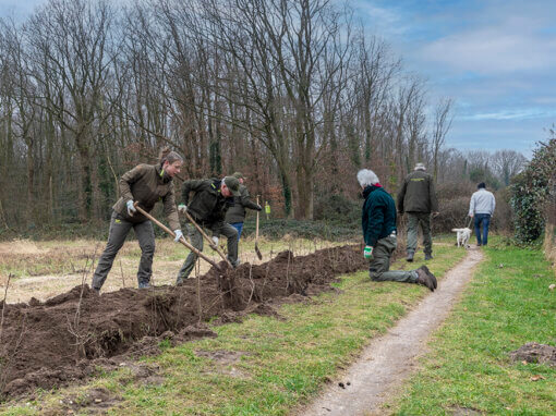 Aanplant nieuwe hagen Laarsenberg Rhenen door aanwonenden en vrijwilligers Utrechts Landschap i.o.v. Utrechts Landschap.