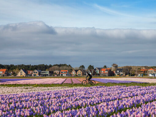 Bollenvelden Egmond i.o.v. MOOI Noord-Holland Adviseurs in Omgevingskwaliteit / Steunpunt Cultureel Erfgoed Noord-Holland.