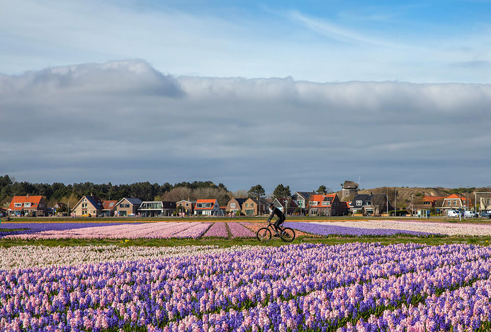 Bollenvelden Egmond i.o.v. MOOI Noord-Holland Adviseurs in Omgevingskwaliteit / Steunpunt Cultureel Erfgoed Noord-Holland.