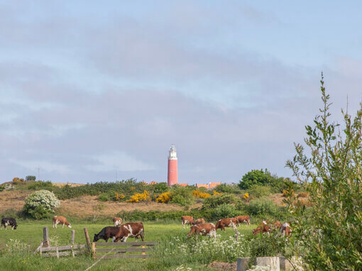 Vuurtoren Texel i.o.v. MOOI Noord-Holland